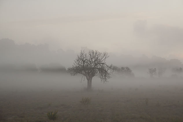 La Niebla de Unamuno Naturaleza Color (Química)