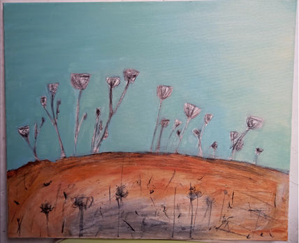 Daucus Carota 01