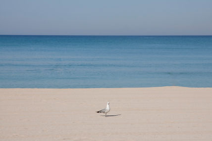 La gaviota