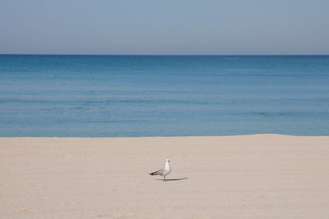 La gaviota