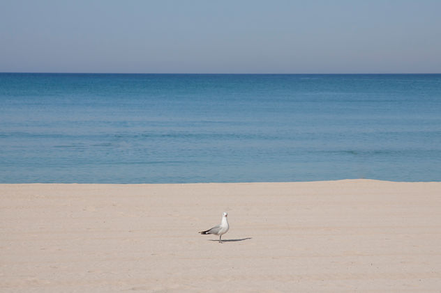 La gaviota