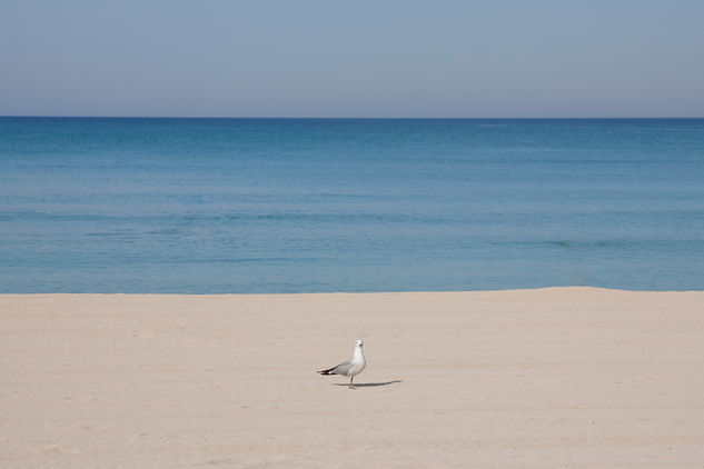 La gaviota Nature Color (Manual)