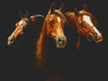 caballos