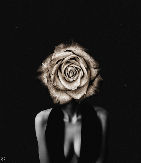 ROSE I Otros Retrato