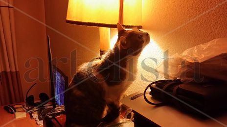 Mi gata explorando