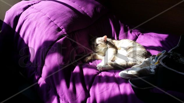 Mi gata descanso 1