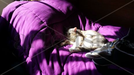 Mi gata descanso 2