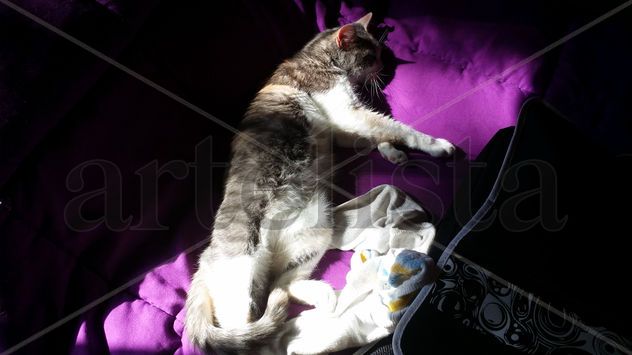 Mi gata descanso 4