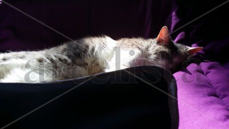 Mi gata descanso 5