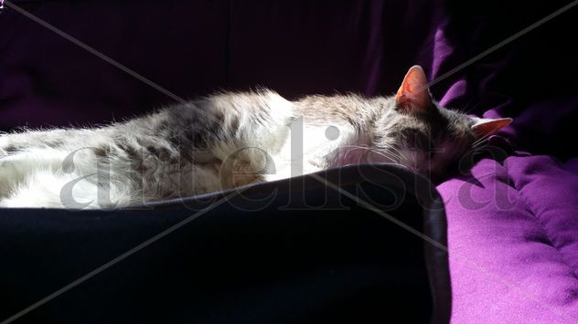 Mi gata descanso 5