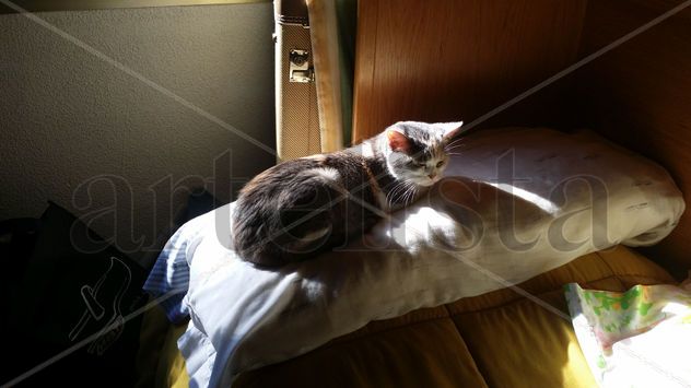 Mi gata descanso 9