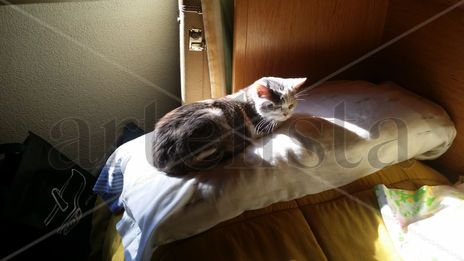 Mi gata descanso 10