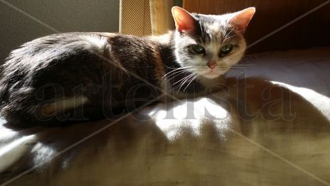 Mi gata descanso 11