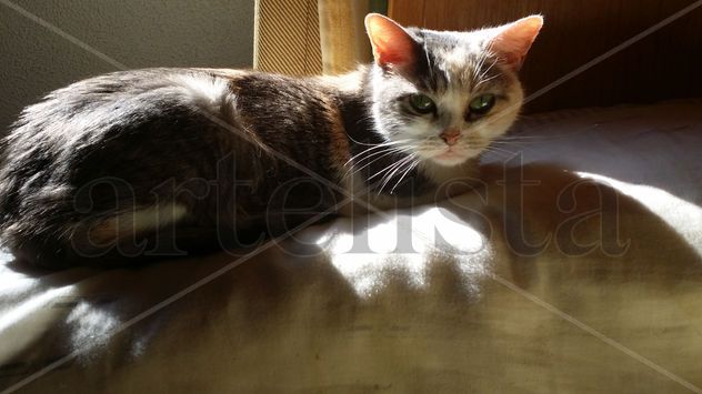 Mi gata descanso 11