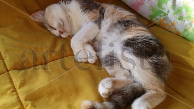 Mi gata descanso 13