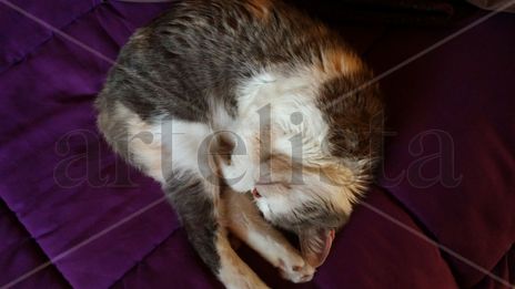 Mi gata descanso 16