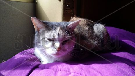 Mi gata descanso 17