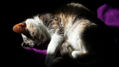 Mi gata descanso 21