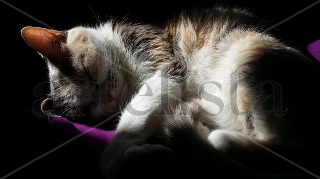 Mi gata descanso 22