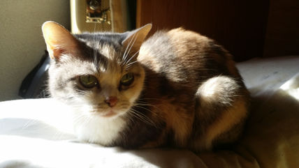 Mi gata descanso 24