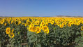 Campo de girasoles 1