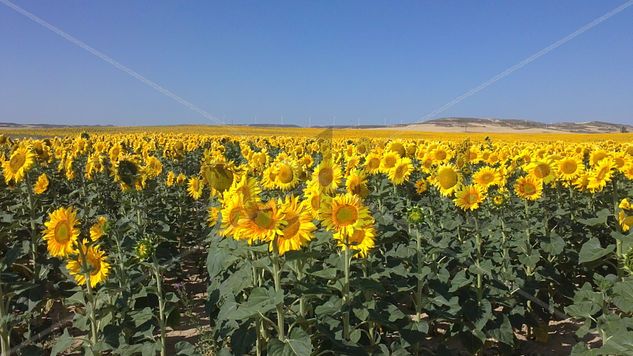 Campo de girasoles 1 Nature Color (Digital)