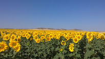 Campo de girasoles 2