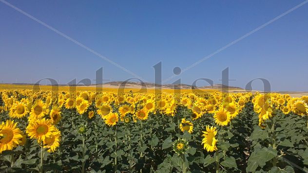 Campo de girasoles 2
