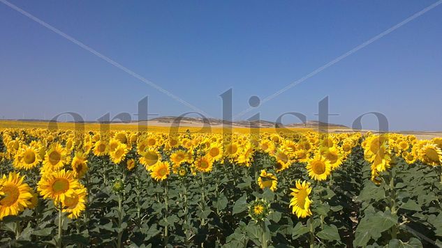 Campo de girasoles 2 Nature Color (Digital)