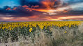 Girasoles 3