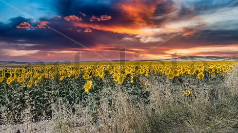 Girasoles 3