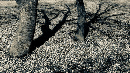 Sombras de dos...