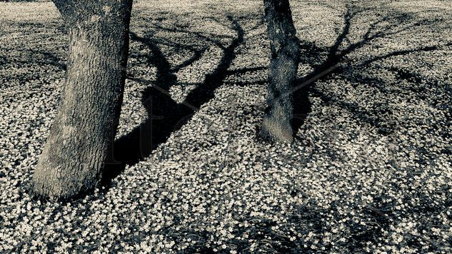 Sombras de dos árboles en el bosque Naturaleza Blanco y Negro (Digital)