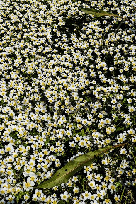 Flores blancos y...