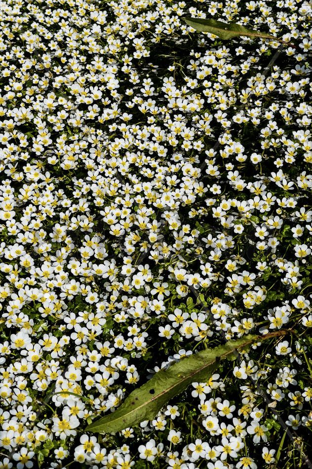 Flores blancos y amarillos en el arroyo