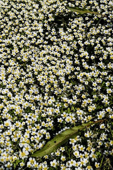 Flores blancos y amarillos en el arroyo Naturaleza Color (Digital)