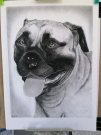 Bullmastiff