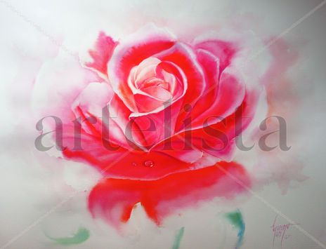 Rosa10