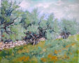 Olive trees