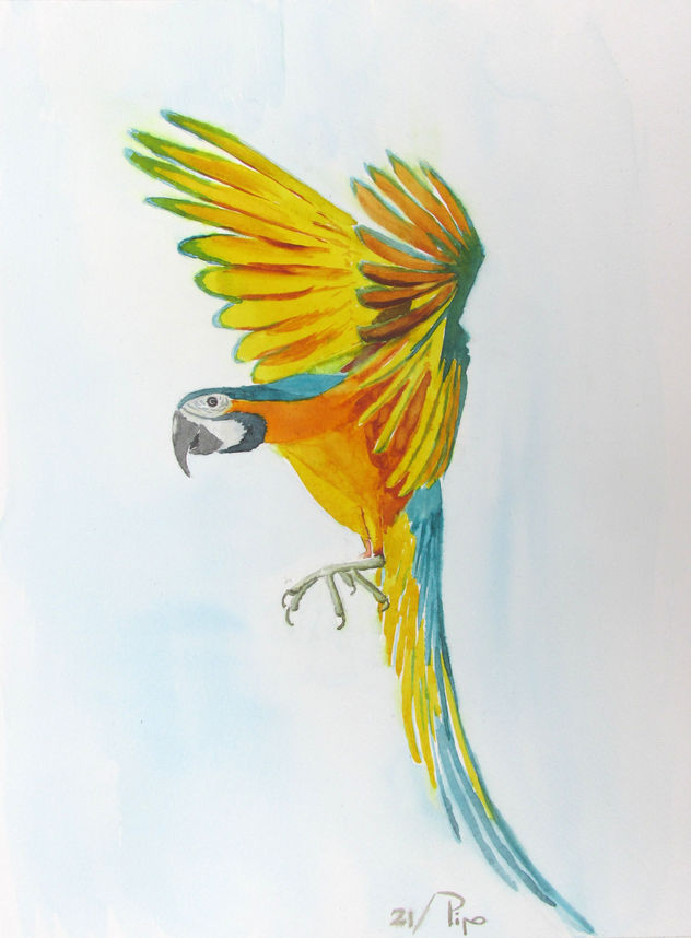 ara volando