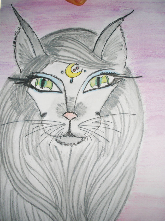 gato raro