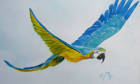 pájaros