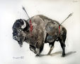 bisonte herido