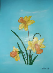 Narcisos