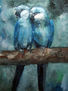 Couple Macaw