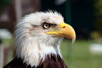 Aguila salvaje