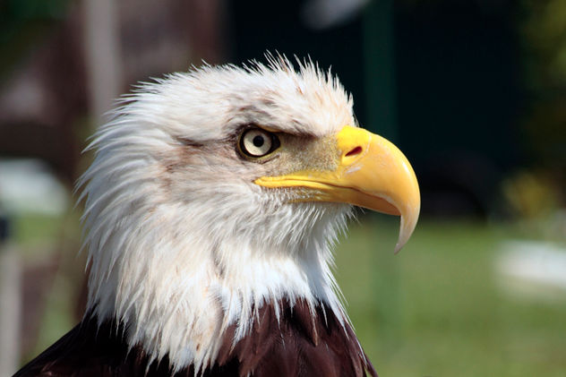 Aguila salvaje