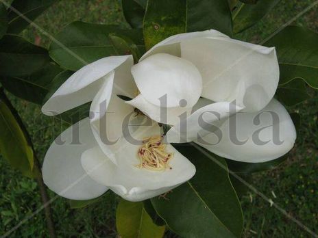 Avispa escondida