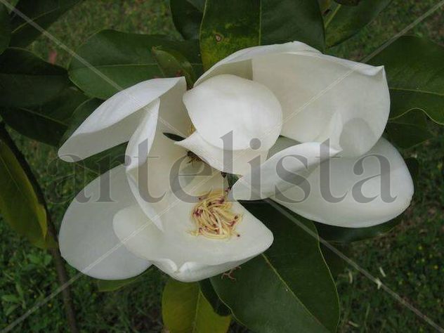 Avispa escondida
