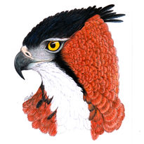 Águila de penacho